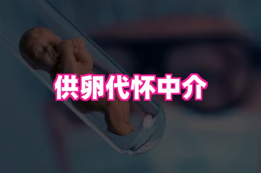 swisee孕网 3